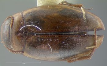 Media type: image;   Entomology 5992 Aspect: habitus dorsal view